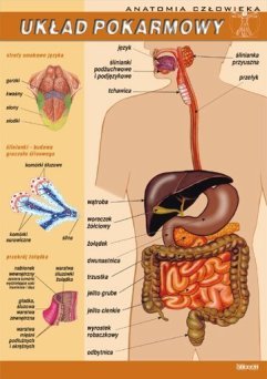 Układ pokarmowy - ścienna plansza dydaktyczna