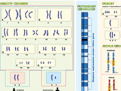 Podstawy genetyki - chromosomy w komórce człowieka - 2