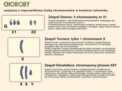 Ścienna plansza do biologii przedstawiająca chromosomy w komórce człowieka