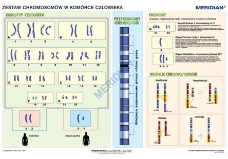 Ścienna plansza do biologii przedstawiająca chromosomy w komórce człowieka