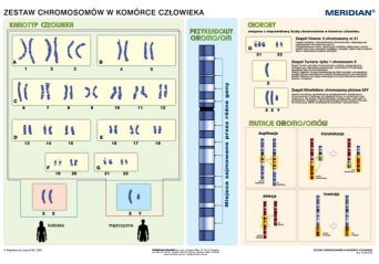 Podstawy genetyki - chromosomy w komórce człowieka - ścienna plansza dydaktyczna