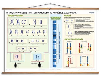 Podstawy genetyki - chromosomy w komórce człowieka