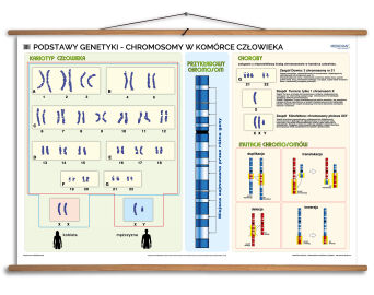 Podstawy genetyki - chromosomy w komórce człowieka