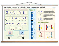 Podstawy genetyki - chromosomy w komórce człowieka