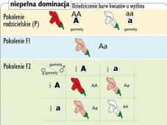 Ścienna plansza szkolna do biologii przedstawiająca przystępnie prawa Mendla. 