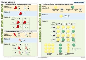 Podstawy genetyki - prawa Mendla  ścienna plansza dydaktyczna