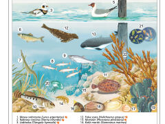 Ekosystem Morza Bałtyckiego - 2