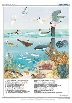 Ekosystem Bałtyku - ścienna plansza dydaktyczna