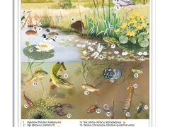 Ekosystemy - rabatowy komplet 5 plansz dydaktycznych - 4