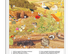 Ekosystemy - rabatowy komplet 5 plansz dydaktycznych - 6