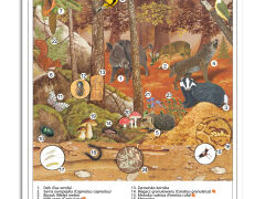 Ekosystemy - rabatowy komplet 5 plansz dydaktycznych - 8