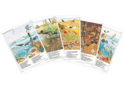 Ekosystemy - rabatowy komplet 5 plansz dydaktycznych