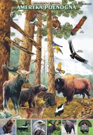 Zwierzęta świata - Ameryka Północna - ścienna plansza dydaktyczna