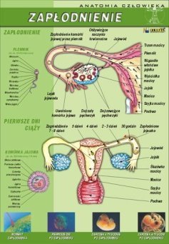 Zapłodnienie - ścienna plansza dydaktyczna
