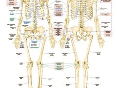 Ścienna plansza dwustronna przedstawiająca układ szkieletowy człowieka