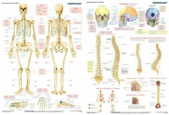 DUO Układ szkieletowy człowieka - plansza ścienna