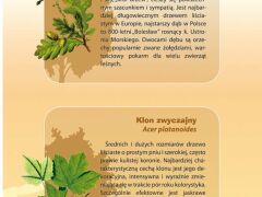 Ścienna plansza szkolna do biologii z cyklu bioróżnorodność Polski, przedstawiająca 15 gatunków drzew liściastych charakterystycznych dla polskiej flory