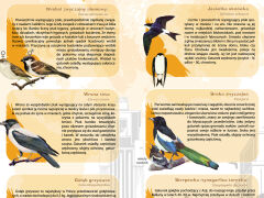 Ptaki w mieście - 2