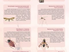 Ścienna plansza szkolna do biologii przedstawiająca 21 gatunków owadów szkodników spotykanych w Polsce