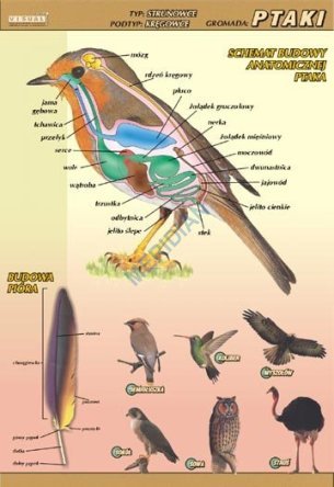Ptaki  - budowa anatomiczna - ścienna plansza dydaktyczna