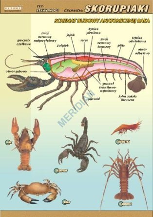 Skorupiaki – budowa anatomiczna - ścienna plansza dydaktyczna