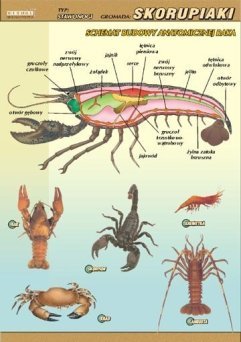 Skorupiaki – budowa anatomiczna - ścienna plansza dydaktyczna