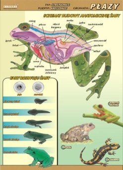 Płazy – budowa anatomiczna - ścienna plansza dydaktyczna