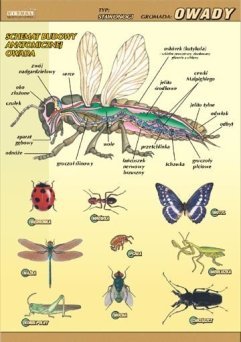 Owady – budowa anatomiczna - ścienna plansza dydaktyczna