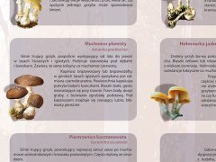 Ścienna plansza szkolna do biologii, z cyklu bioróżnorodność Polski przedstawiająca 21 gatunków grzybów trujących i niejadalnych spotykanych w naszych lasach i na łąkach.