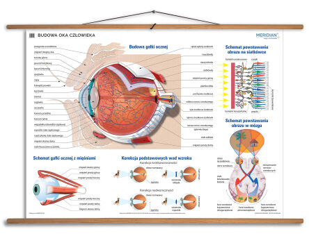 Budowa oka -  ścienna plansza dydaktyczna