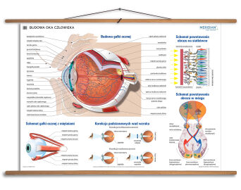 Budowa oka -  ścienna plansza dydaktyczna