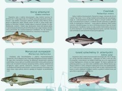Ścienna plansza szkolna do biologii przedstawiająca 21 gatunków ryb morskich