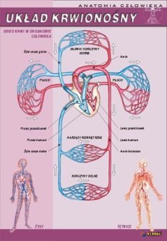 Układ krwionośny - ścienna plansza dydaktyczna