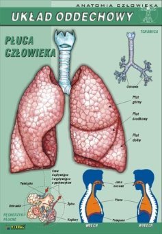 Układ oddechowy - ścienna plansza dydaktyczna