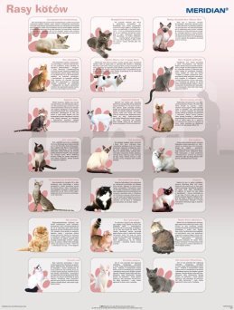 Rasy kotów - ścienna plansza dydaktyczna