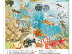 Ekosystem morza ciepłego - 2