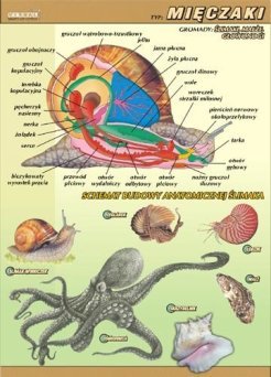 Mięczaki – budowa anatomiczna - ścienna plansza dydaktyczna