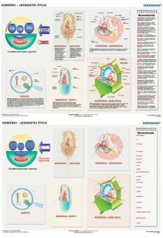 DUO Komórki - jednostki życia -  ścienna plansza dydaktyczna