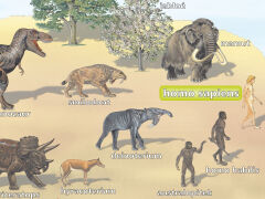 Ewolucja świata ożywionego - 2