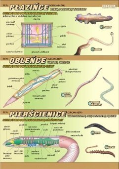 Płazińce, obleńce, pierścienice - ścienna plansza dydaktyczna