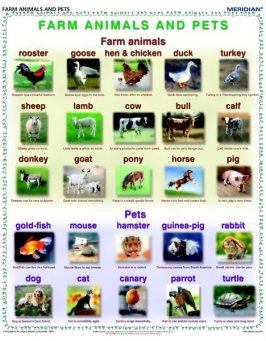 Farm animals and pets - ścienna plansza dydaktyczna