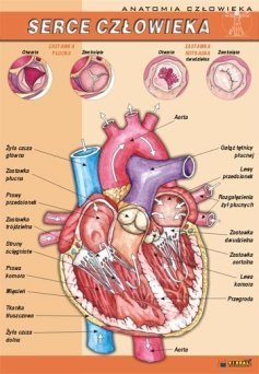 Serce człowieka - ścienna plansza dydaktyczna